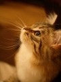 癒されたいな～