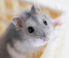 【お題日記】生まれ変われるとしたら何になりたい？