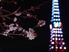 【お題日記】お花見あるある