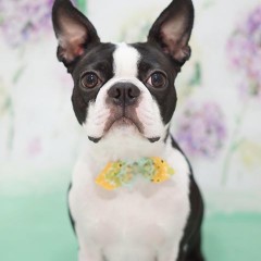 【お題日記】好きな動物