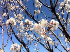 【お題日記】花粉症対策してる？