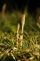 【お題日記】あなたの休日の過ごし方