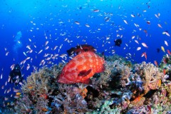 【お題日記】大人になってからハマった遊び