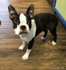 ペット飼ってる？