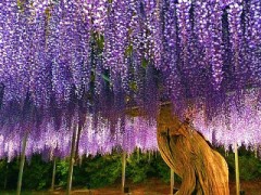 客引きについていったことある？