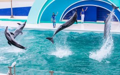 イルカ見た事ある？