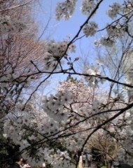 【お題日記】桜が開花！お花見には行きますか？