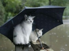 【お題日記】雨の日の楽しみ方？