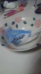 人間も鳥ちゃんも