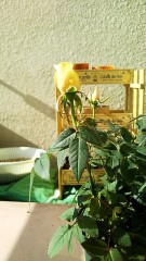 ログ納め（笑）