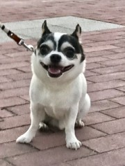 【お題日記】あなたの運動不足解消法