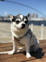 愛犬なるとと散歩