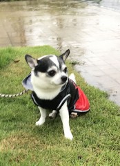愛犬なると　雨にも負けず②
