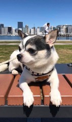 愛犬なるとの散歩