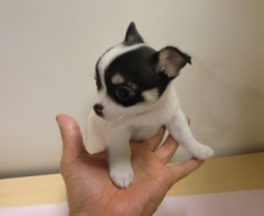 愛犬なると本日が誕生日