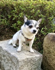愛犬なるとと散歩
