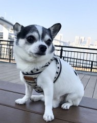 愛犬なるととお散歩