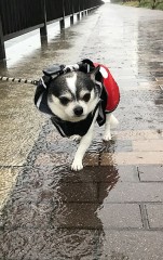 愛犬は雨でも散歩が大好きです。