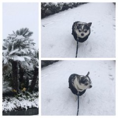 雪ニモ負ケズ