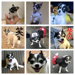 愛犬　なるとの画像