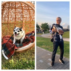 愛犬と散歩