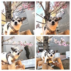 愛犬なると&桜
