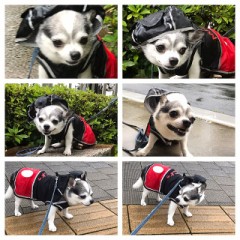 愛犬なると12才の写真
