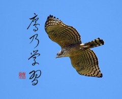 鷹乃学習 (たかすなわちわざをならう)