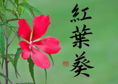 紅葉葵