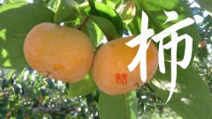 柿