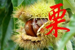栗
