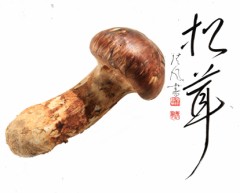 松茸