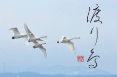 渡り鳥