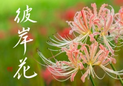 彼岸花