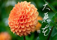 大麗花