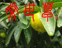 常世草