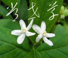 常世草