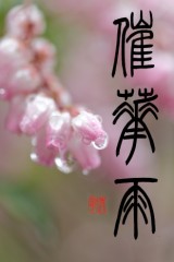 催花雨
