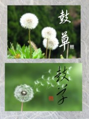 鼓草