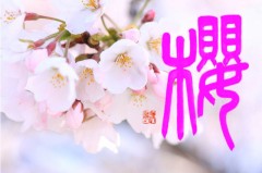 櫻