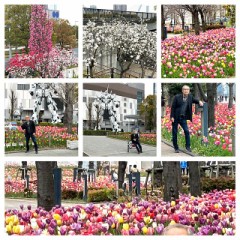 東京臨海部に咲く 16万球のチューリップ 花と緑のフラワーフェスティバル開催！