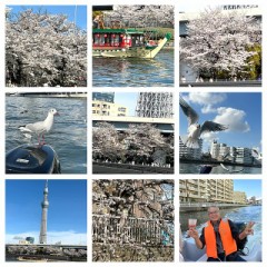 隅田川お花見クルーズ