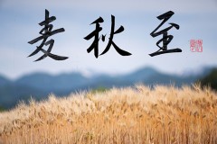 麦秋至 ②
