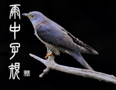 雨中子規