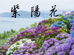 紫陽花