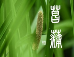 菖蒲