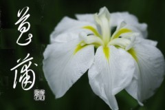 菖蒲②