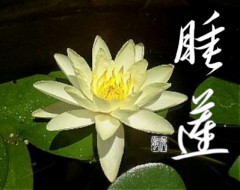 睡蓮②