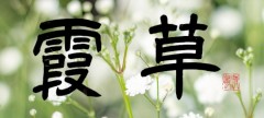 霞草