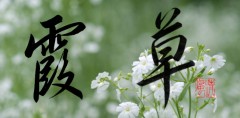 霞草②